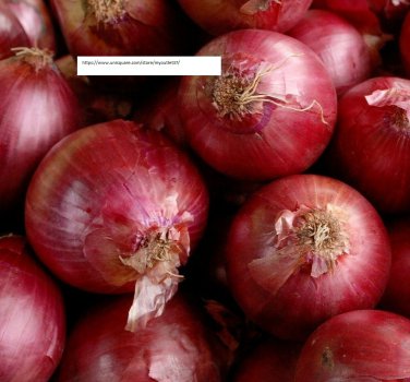 Red Creole Onion Seeds - Vegetable Seeds - BOGO