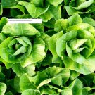 Parris Island Romaine Lettuce Seeds - Vegetable Seeds - BOGO
