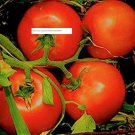 Marglobe Supreme Tomato Seeds - Vegetable Seeds - BOGO