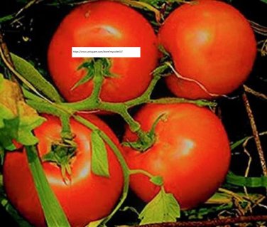 Marglobe Supreme Tomato Seeds - Vegetable Seeds - BOGO