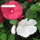 Rose Mallow - Flower Seeds - BOGO