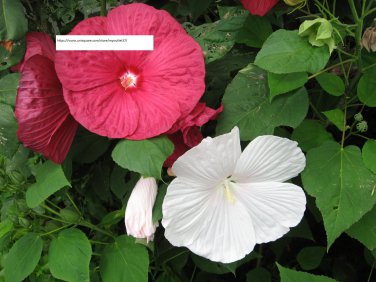 Rose Mallow - Flower Seeds - BOGO