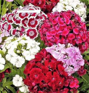 Sweet William Dianthus Seeds - Flower Seeds - BOGO