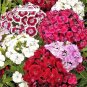 Sweet William Dianthus Seeds - Flower Seeds - BOGO