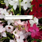Tobacco Jasmine Seeds - Flower Seeds - BOGO