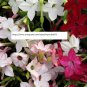 Tobacco Jasmine Seeds - Flower Seeds - BOGO