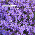 Purple Rock Cress Seeds - Flower Seeds - BOGO