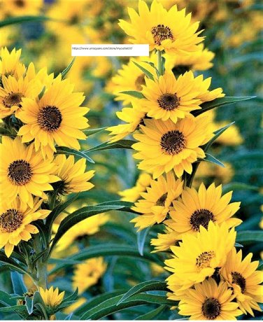 Maximilian Sunflower Seeds - Flower Seeds - BOGO