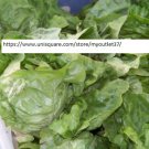 Buttercrunch Lettuce Seeds - Vegetable Seeds - BOGO