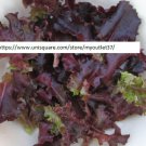Ruby Leaf Lettuce Seeds - Vegetable Seeds - BOGO