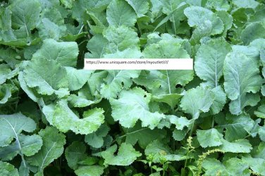 Premier Kale Seeds - Vegetable Seeds - BOGO