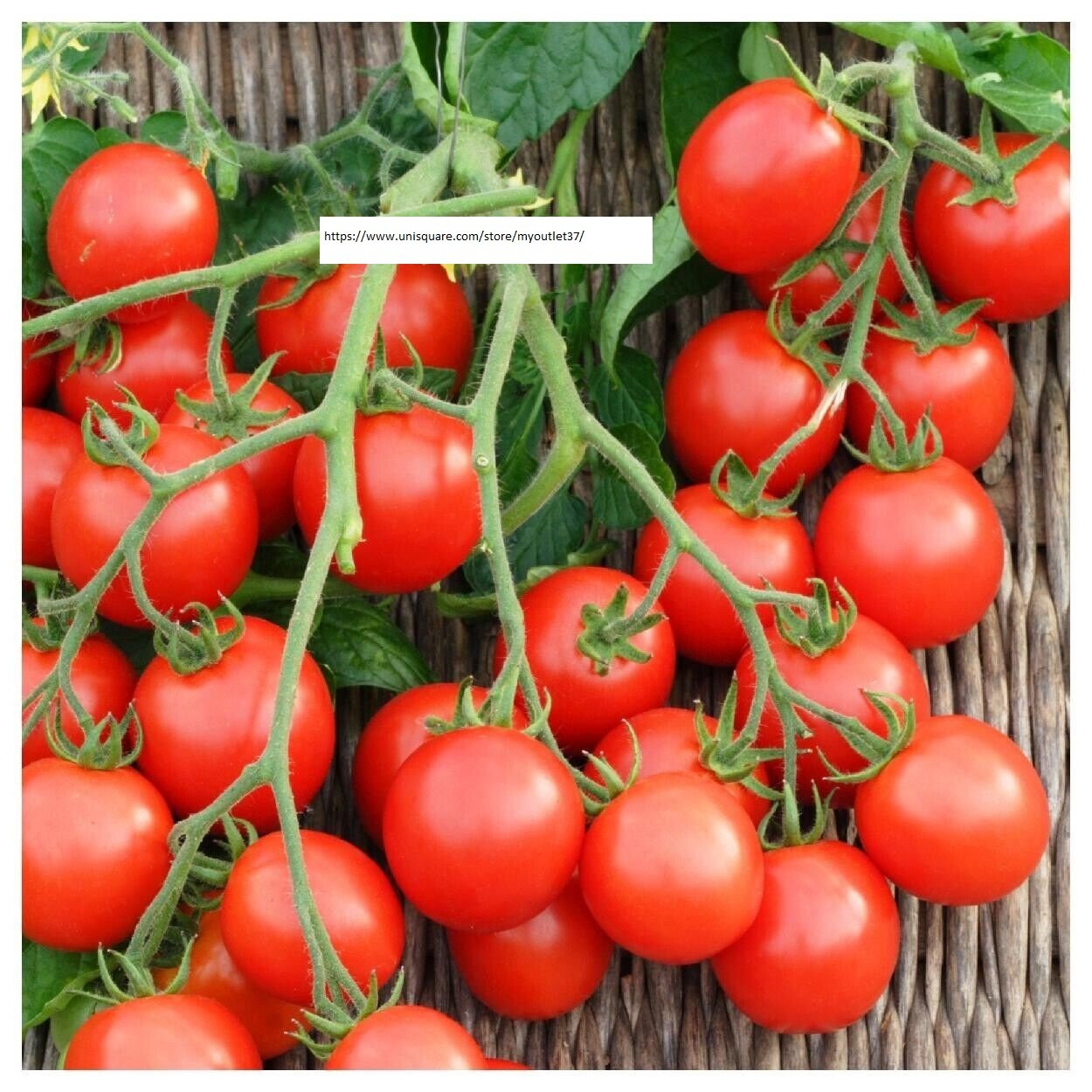 Red Cherry Tomato Seeds - Vegetable Seeds - BOGO