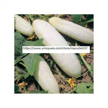 White Wonder Cucumber Seeds - Vegetable Seeds - BOGO