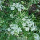 Organic Poison Hemlock Seed - Biennial