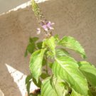 OrganicTulsi-Rama (Holy Basil) Seed - Ayurveda Medicine.