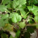 Organic MUGWORT Seeds, Vivid Dream Inducer.
