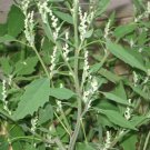 Organic Lamb's Quarters Seed  - Medical Edible.