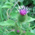 Organic Burdock Seed - Blood Cleanser
