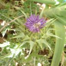Organic Milk Thistle seeds 1 GRAM  - Liver Support!