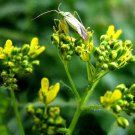 Organic WOAD Seeds, Powerful Astringent!