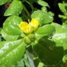 Organic TALL GREEN PURSLANE Seed-  Omega-3 fatty acids