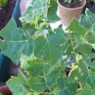 Organic Kantakari Seeds*  Ayurveda Expectorant.