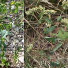Organic Bupleleurum Seeds *  Chinese Medicinal!