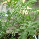 Organic Wormwood Seed "Artemisia Asbinthium"