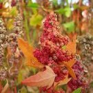 Organic Cherry Vanilla Quinoa - SUPER FOOD.