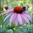 Echinacea Purpurea Seeds, Organic Immuno-stimulant!