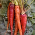 Organic Atomic Red Carrot - HIGH VITAMIN A
