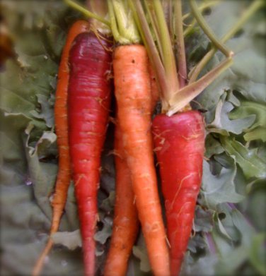 Organic Atomic Red Carrot - HIGH VITAMIN A