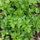 Leaf Celery, Untreated Seeds,  Tasty Nutrients!