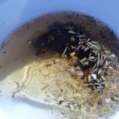 Organic Cardamom Decongestant of Lungs Formula- INHALE!