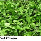 Organic Red Clover NUTRITIOUS Sprouting Seeds.