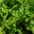 Organic YOMOGI SEED - Japanese Medicine.