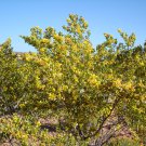 Organic Chapparral Seeds - Herbal Antibiotic