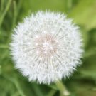 Organic Dandelion Seed - Diuretic & Tonic.