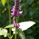 Organic WOOD BETONY Seeds - Maladies Of the Head & Nerves.