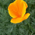 Organic Californian POPPY Seeds- Sleep Sedative AID
