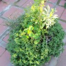 HEAL ALL Organic Garden of Cures