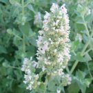 Organic Catnip*  For colds, flu, fevers, and infections