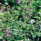Organic RED Sage Medical Seeds, Removes Stagnant Blood!