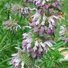 Organic Lemon Mint Seeds - Stimulating - Aid Digestion!