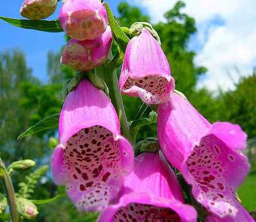 Foxglove, Digitalis Purpurea 