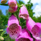 Foxglove, Digitalis Purpurea " Native Pink Foxglove"