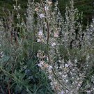 Organic  White Sacred Sage Seeds,  Many Medical Uses.