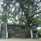 Organic Bo Tree - Bohdi Tree Seed  - Ayurveda Medicine.
