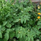 Organic  Goldenberry, Peruvian, Seed (Physalis peruviana)   - Medical Edible