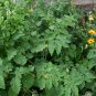 Organic  Goldenberry, Peruvian, Seed (Physalis peruviana)   - Medical Edible
